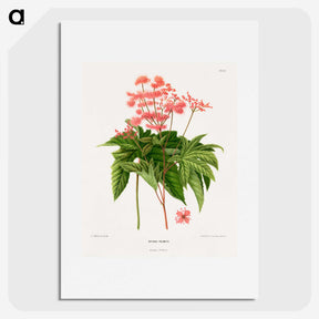 1-40_Nederlandsche-Flora-en-Pomona_picture