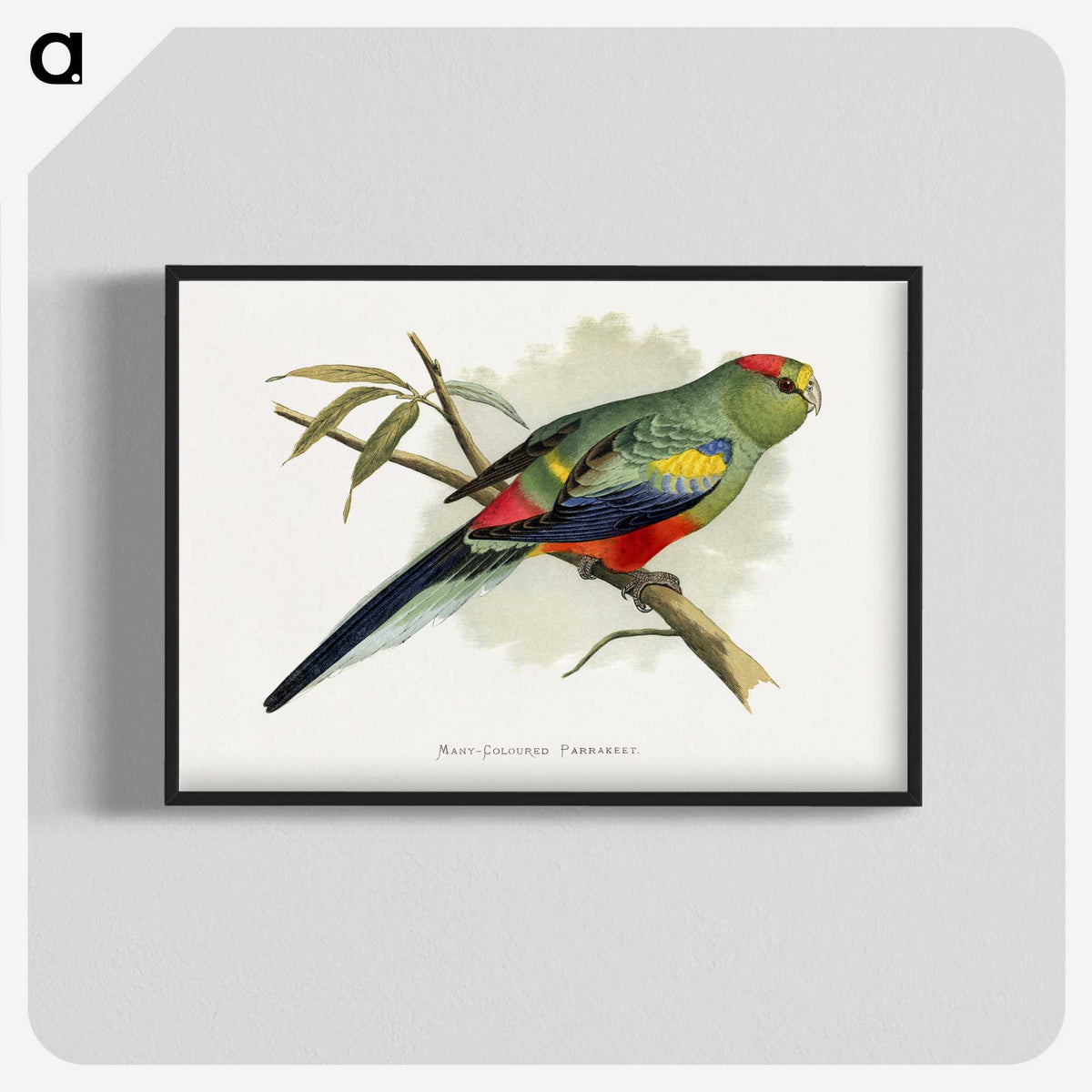 1-40_Parrots-in-Captivity_blk-crop