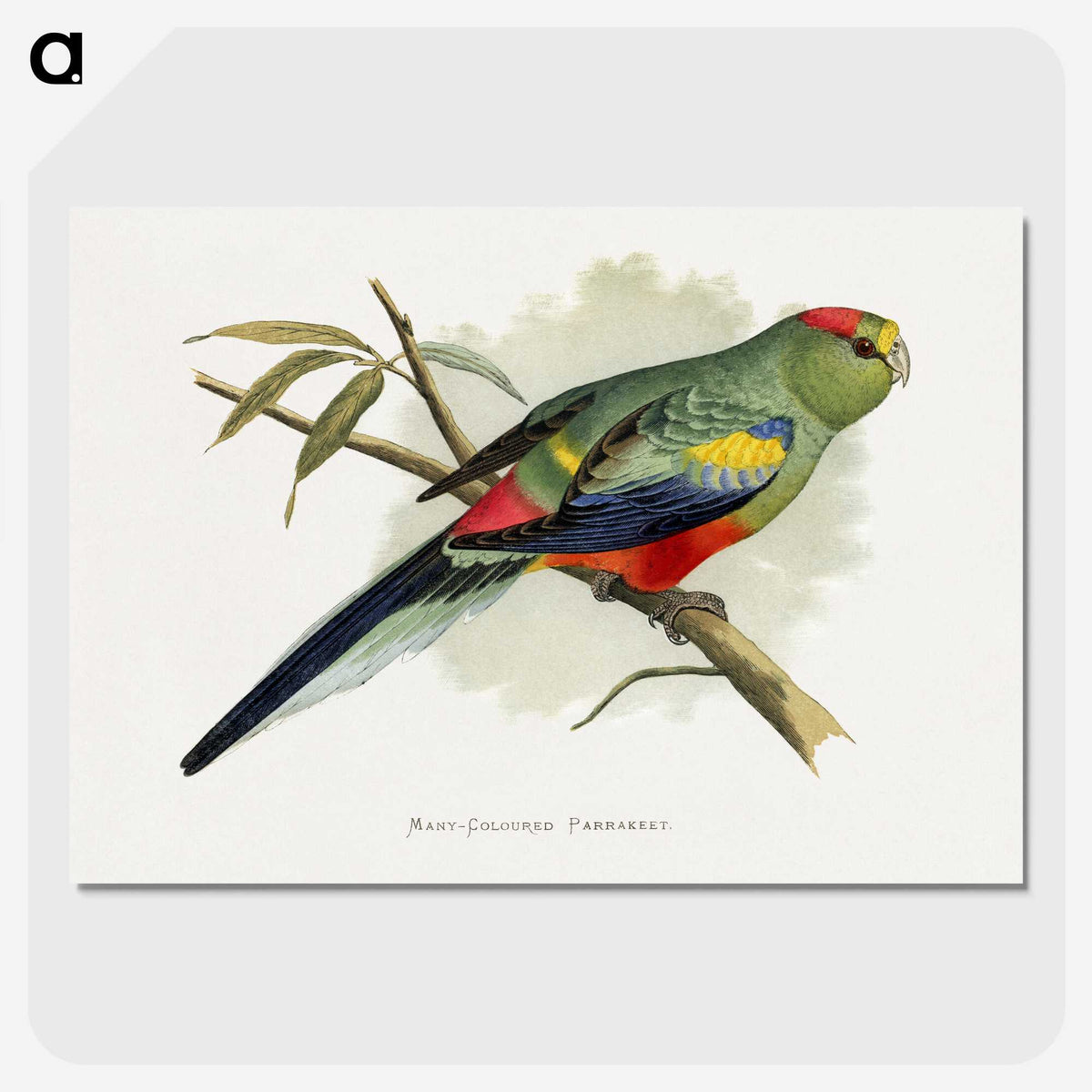 1-40_Parrots-in-Captivity_picture-crop