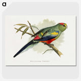 1-40_Parrots-in-Captivity_picture-crop