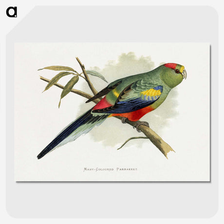 1-40_Parrots-in-Captivity_picture-crop