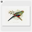 1-40_Parrots-in-Captivity_picture