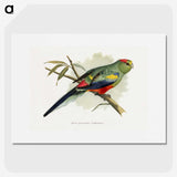 1-40_Parrots-in-Captivity_picture