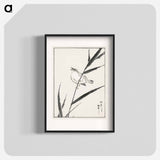 アートポスター-Reed-Bunting and Reed
 - 鳥類図鑑 Poster.