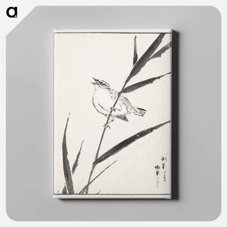 アートパネル-Reed-Bunting and Reed
 - 鳥類図鑑 Canvas.