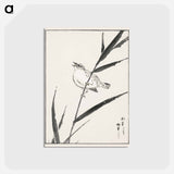 アートポストカード-Reed-Bunting and Reed
 - 鳥類図鑑 Postcard.