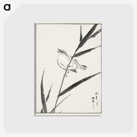 1-40_Pictorial-Monograph-of-Birds_postcard