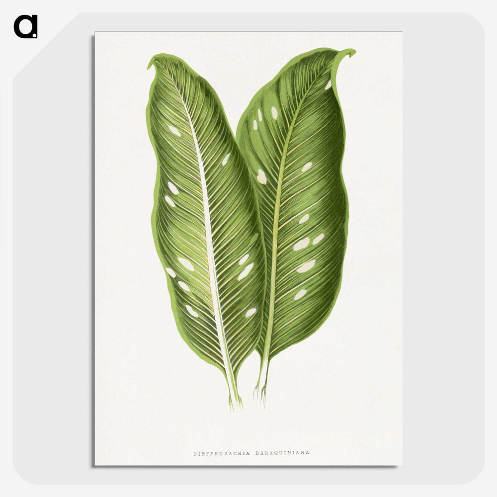 1-40_Plants-with-Colored-Foliage_picture-crop