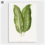 1-40_Plants-with-Colored-Foliage_picture-crop