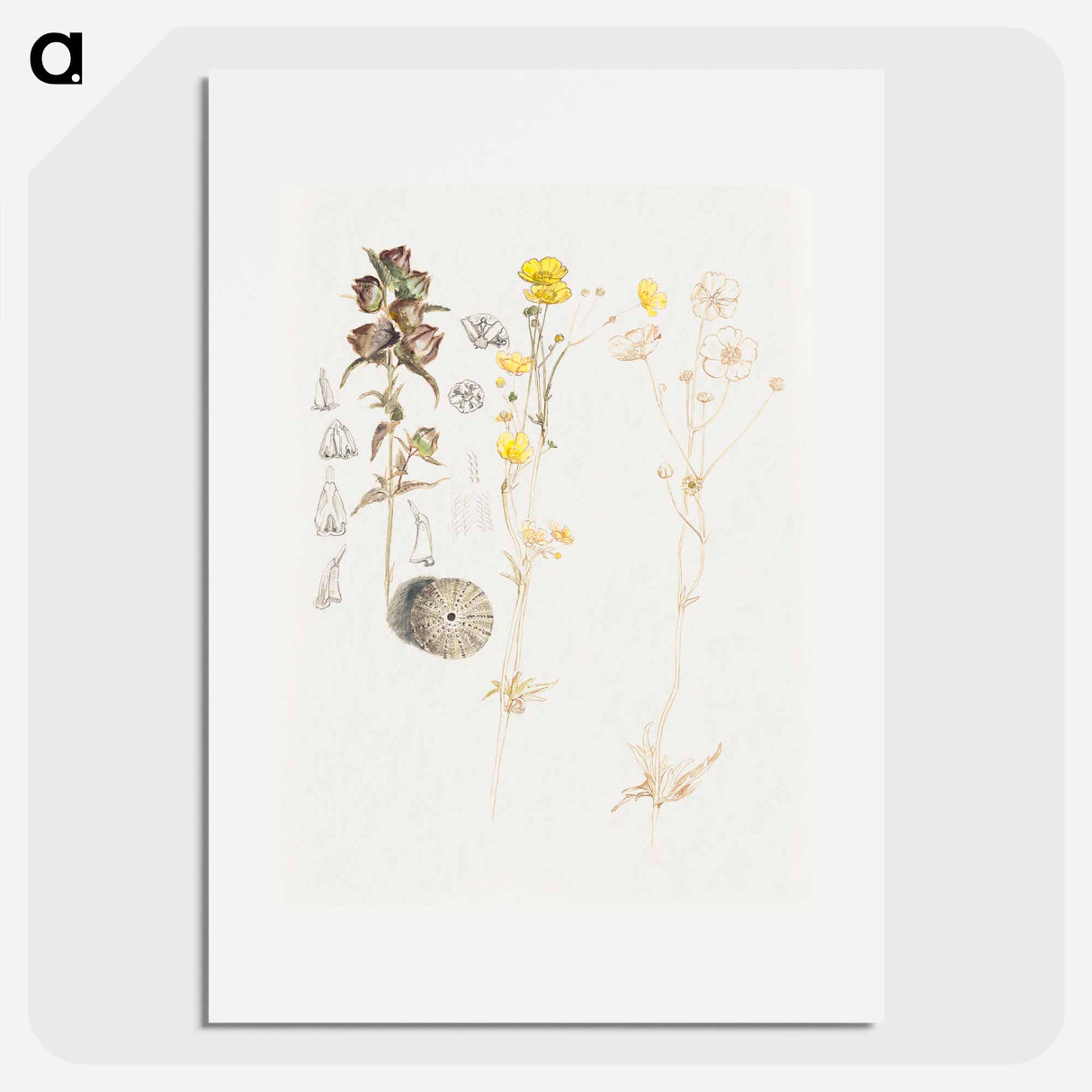 Buttercups, Mt. Desert - サミュエル コールマン Poster.