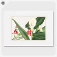 1-40_Seiyo-Soka-Zufu_picture