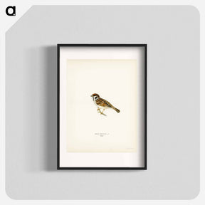 アートポスター-Eurasian Tree Sparrow
 - スヴェンスカ フォグラル Poster.