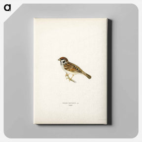 アートパネル-Eurasian Tree Sparrow
 - スヴェンスカ フォグラル Canvas.