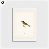 アートポストカード-Eurasian Tree Sparrow
 - スヴェンスカ フォグラル Postcard.