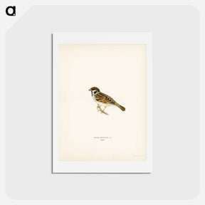 アートポストカード-Eurasian Tree Sparrow
 - スヴェンスカ フォグラル Postcard.