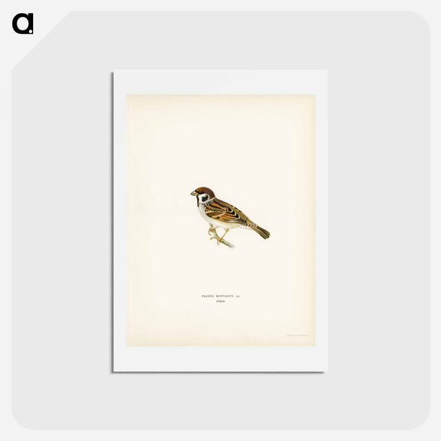 アートポストカード-Eurasian Tree Sparrow
 - スヴェンスカ フォグラル Postcard.