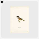 アートポストカード-Eurasian Tree Sparrow
 - スヴェンスカ フォグラル Postcard.