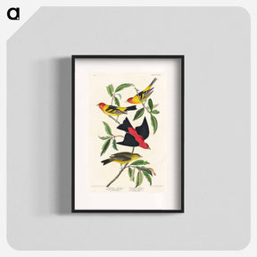 アートポスター-Louisiana Tanager and Scarlet Tanager from Birds of America
 - アメリカの鳥たち Poster.