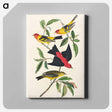 アートパネル-Louisiana Tanager and Scarlet Tanager from Birds of America
 - アメリカの鳥たち Canvas.