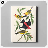 アートパネル-Louisiana Tanager and Scarlet Tanager from Birds of America
 - アメリカの鳥たち Canvas.