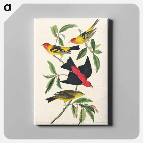 アートパネル-Louisiana Tanager and Scarlet Tanager from Birds of America
 - アメリカの鳥たち Canvas.
