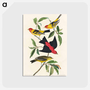 アートポストカード-Louisiana Tanager and Scarlet Tanager from Birds of America
 - アメリカの鳥たち Postcard.