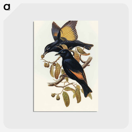 アートポストカード-Rawnsley's Bower-bird
 - オーストラリアの鳥 Postcard.