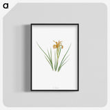 1-40_The-Genus-Iris_blk-crop