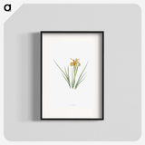 1-40_The-Genus-Iris_blk