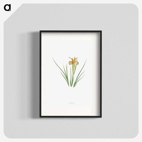 1-40_The-Genus-Iris_blk