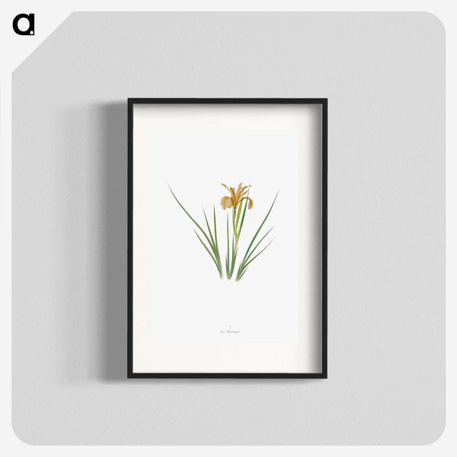 1-40_The-Genus-Iris_blk