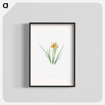 Iris Hartwegii from The Genus Iris
 - アヤメ属 Poster.