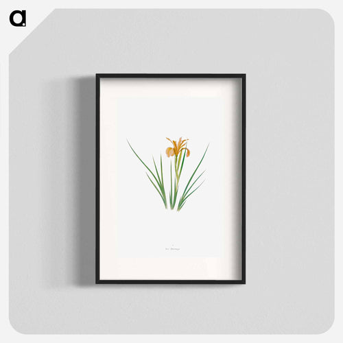 Iris Hartwegii from The Genus Iris
 - アヤメ属 Poster.