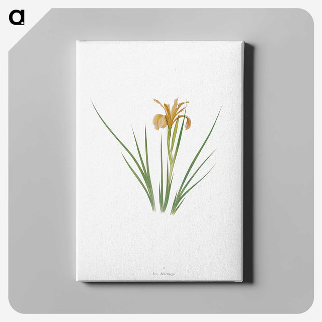 1-40_The-Genus-Iris_canvas