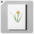 アートパネル-Iris Hartwegii from The Genus Iris
 - アヤメ属 Canvas.