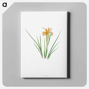 アートパネル-Iris Hartwegii from The Genus Iris
 - アヤメ属 Canvas.