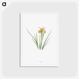 1-40_The-Genus-Iris_hagaki