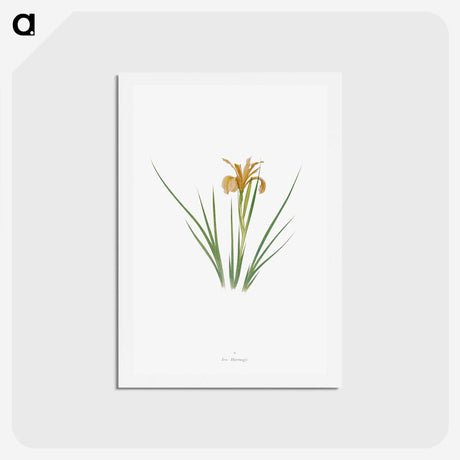 1-40_The-Genus-Iris_hagaki