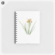 1-40_The-Genus-Iris_memo