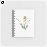 1-40_The-Genus-Iris_memo
