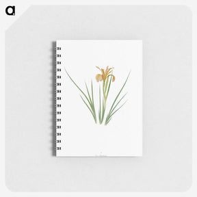 1-40_The-Genus-Iris_memo