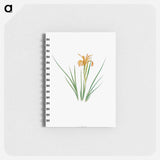 アートメモ帳-Iris Hartwegii from The Genus Iris
 - アヤメ属 Memo.