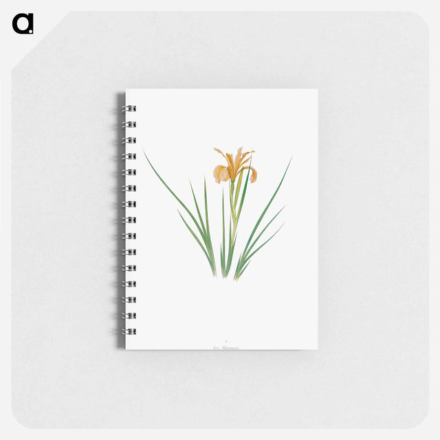 アートメモ帳-Iris Hartwegii from The Genus Iris
 - アヤメ属 Memo.