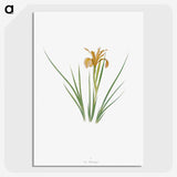 1-40_The-Genus-Iris_picture-crop