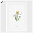 1-40_The-Genus-Iris_picture