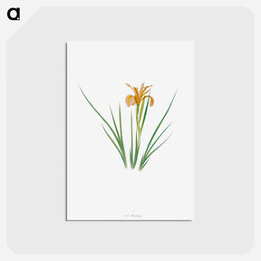 アートポストカード-Iris Hartwegii from The Genus Iris
 - アヤメ属 Postcard.