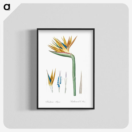 1-40_The-Lilies_blk-crop