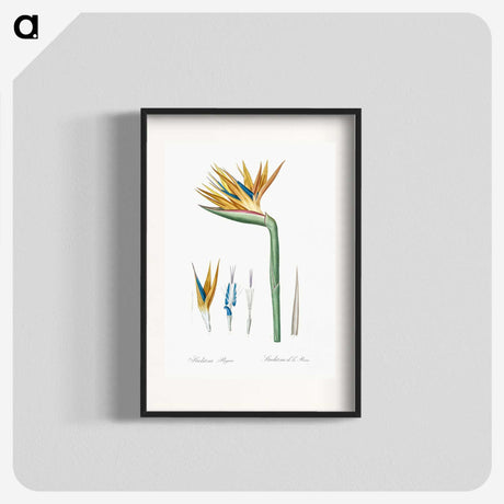 1-40_The-Lilies_blk