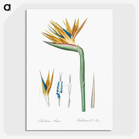 1-40_The-Lilies_picture-crop