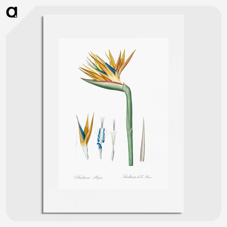 1-40_The-Lilies_picture